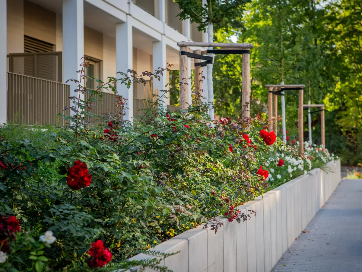 DSW24 – Dresder Servicewohnen GmbH – Augustus Residenz Dresden-Prohlis – Außenansicht mit Blumenhecke Außenansicht der Augustus Residenz in Dresden Prohlis mit Balkonen und einer Blumenhecke im Vordergrund.